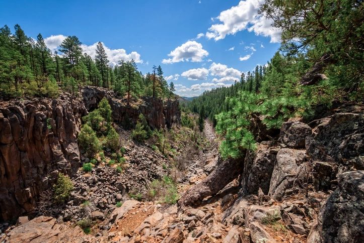 Pine forest in Arizona - Munds Park area