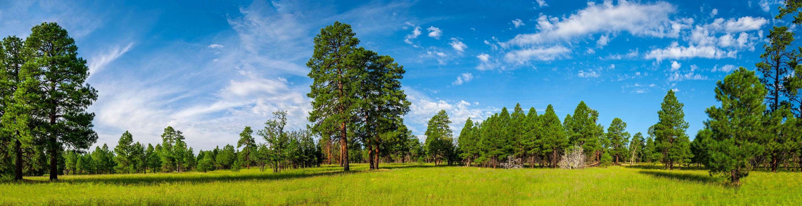 Munds Park Arizona forest community