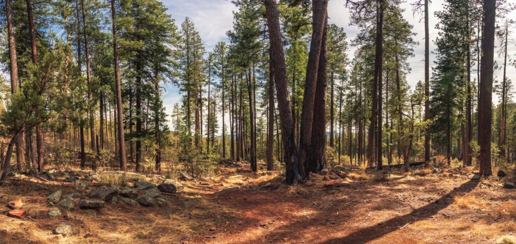 Arizona forest landscape