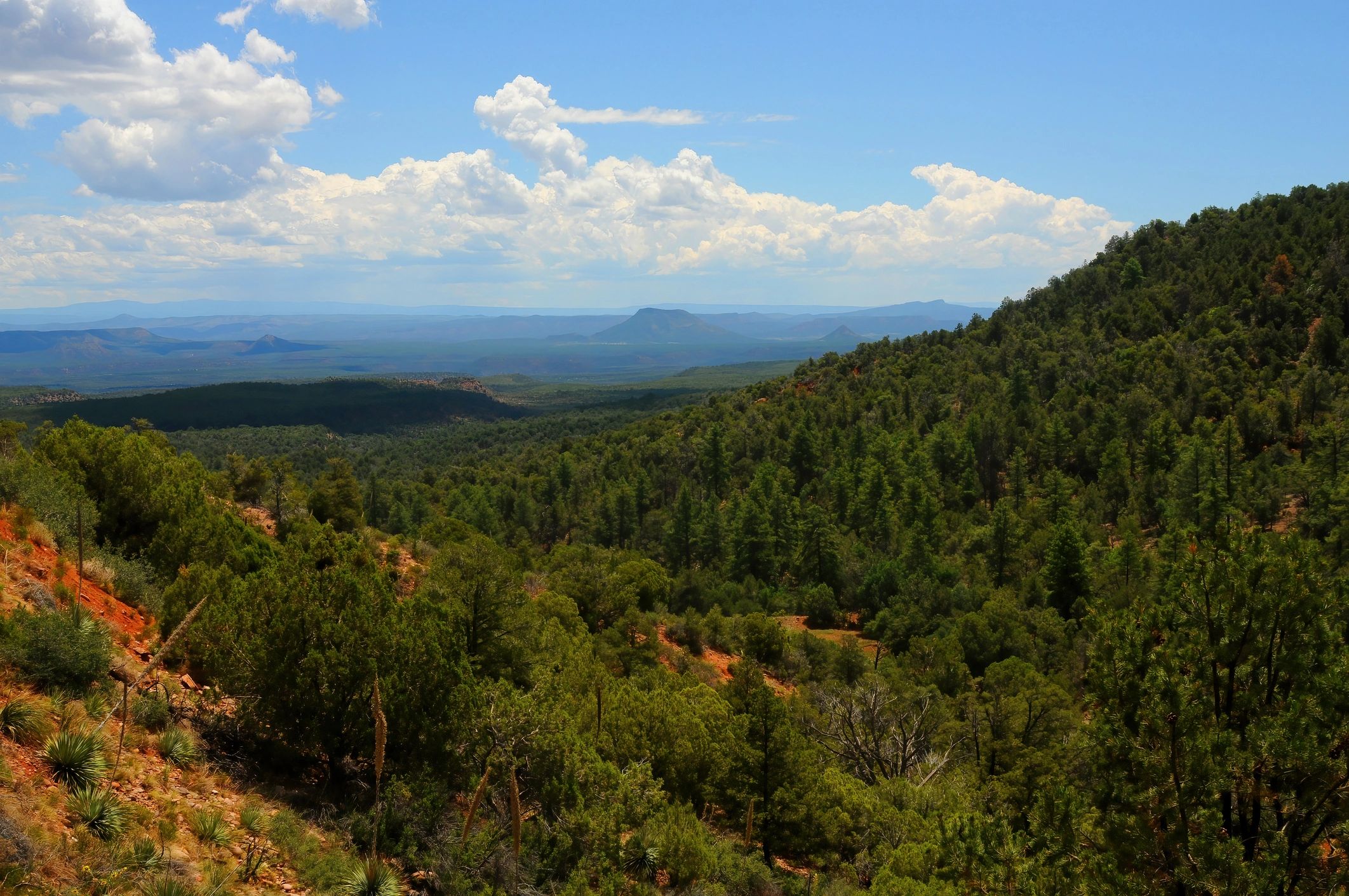Arizona forest landscape