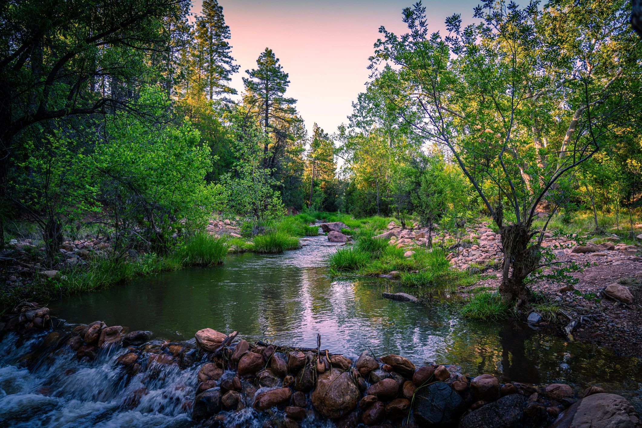 Arizona forest landscape
