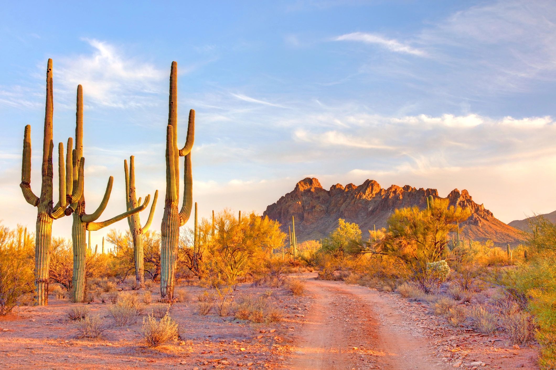 Arizona forest landscape near Munds Park